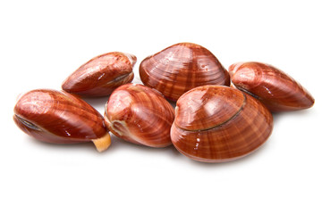 Smooth clams