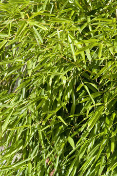 sunny illuminated bamboo leaves