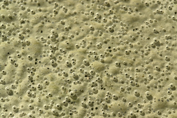 organic bubbles on the ground