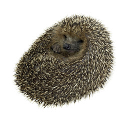 rolled-up hedgehog in white back