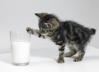 kitten touching a glass of milk