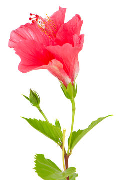 Beautiful pink hibiscus flower