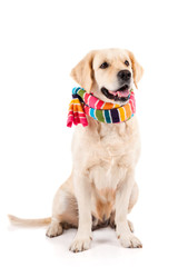 Golden Retriever sitting with a scarf