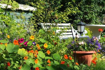 Beautiful Summer garden - 36208049