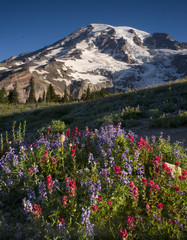 Mt. Rainier and Wildflowers in Bloom