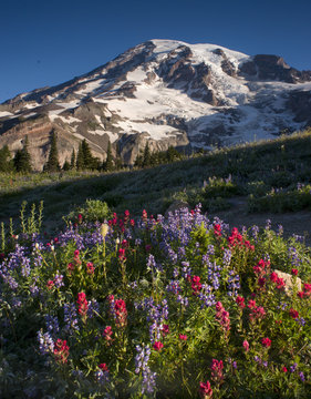 Mt. Rainier And Wildflowers In Bloom