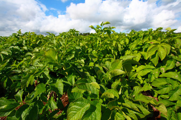 Fields of growing potatoes