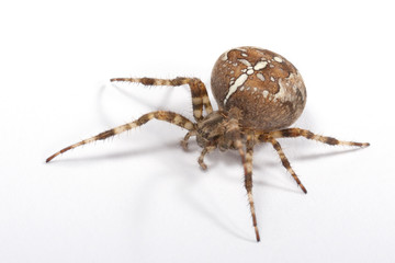 Kreuzspinne