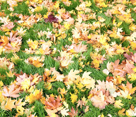 Autumn leaves on green grass