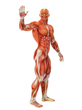 muscle man waving full body