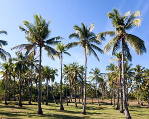 Fototapeta na wymiar Coconut plantation