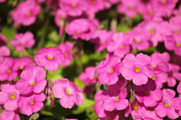 Naklejka premium ムラサキカタバミ