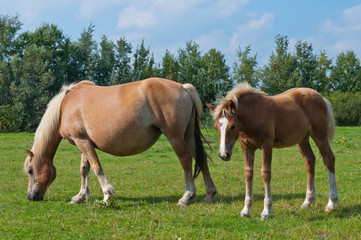 Naklejka na ściany i meble Mare and her foal grazing in a meadow