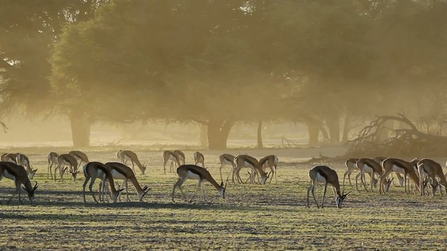 Springbok antelopes grazing in early morning light, Kalahari