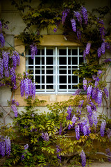 Fenster mit Blauregen