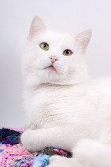 Young beautiful white cat isolated on white background