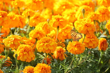 マリーゴールド