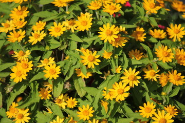 黄色いデイジー