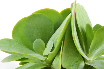 Kalanchoe en hiver (sans les fleurs)