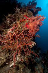 Fototapeta na wymiar Toxic finger coral and tropical underwater life in the Red Sea.