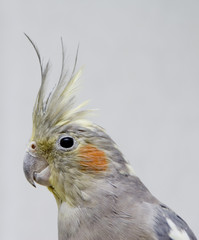 Parrot Nimfa
