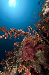 Longnose hawkfish in a branching black coral.