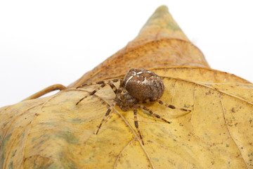 Kreuzspinne