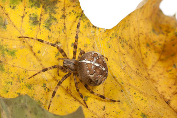 Kreuzspinne auf Blatt