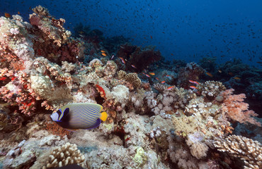 Fototapeta na wymiar Tropical underwater life in the Red Sea.