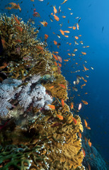 Fototapeta na wymiar Anthias and tropical underwater life in the Red Sea.