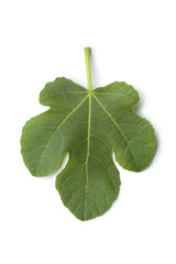 Single fresh fig leaf
