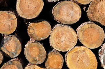 Fototapeta premium bois de chauffage