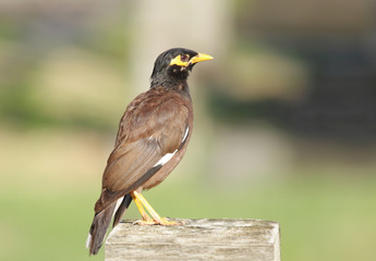 Beautiful brown mayna