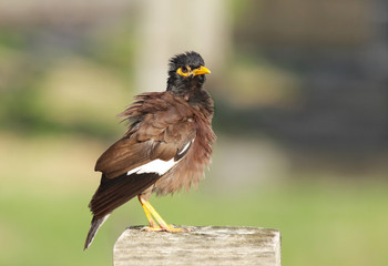 A common myna swelling its feather