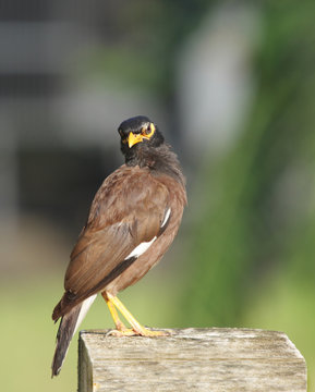 Beautiful brown mayna looking towards camera