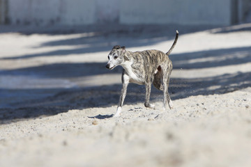 whippet walking near the water