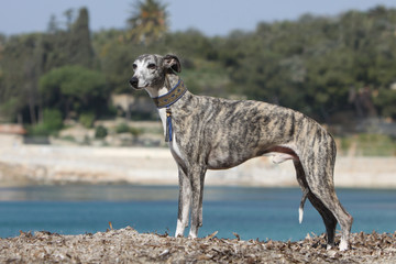 beautiful whippet with collar on profile