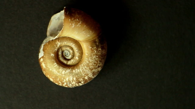 spiral shell rotating on black background in loop