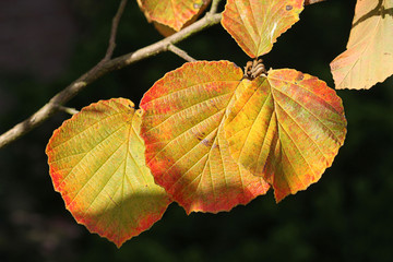 Herbstbl&auml;tter der Zaubernuss