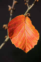 Zaubernuss-Blatt im Herbst