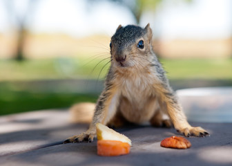 Baby Squirrel with bright colored food