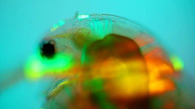 Wasserfloh Muskelstr&auml;nge POL