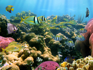 Colorful coral reef with tropical fish underwater Caribbean sea