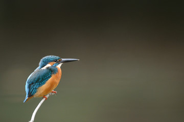 休憩中のカワセミ
