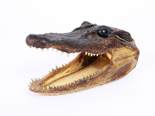 Crocodile head trophy