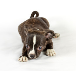 cute small chihuahua puppy sitting on white looking at camera is