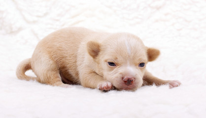 Fototapeta na wymiar Chihuahua puppy on white
