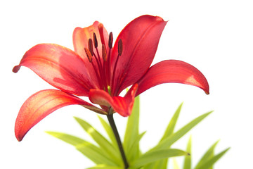 Red Lily Head Isolated