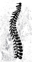 Abstract spinal cord design vector