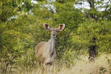 Grosser Kudu